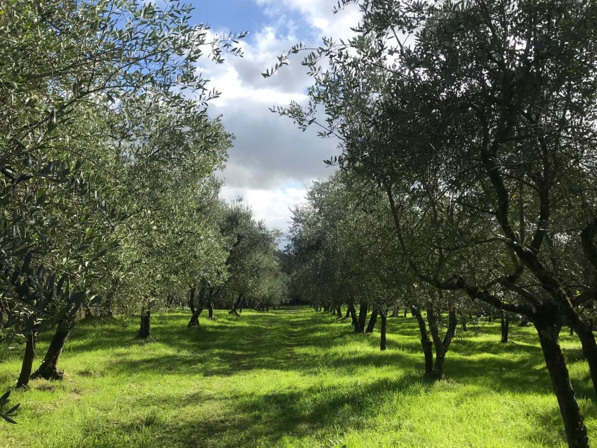 Agriturismo Podere I' Caldino Troghi Eksteriør billede